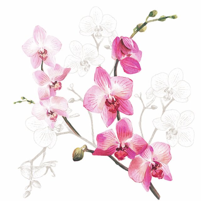 Servietter: Orkide